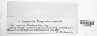 Puccinia peckii image